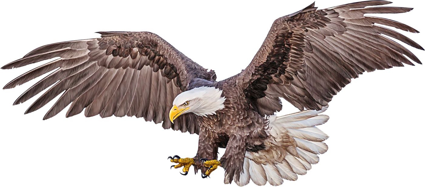 Illustration of an eagle in flight — Kihew